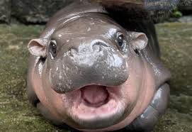 HIPPO