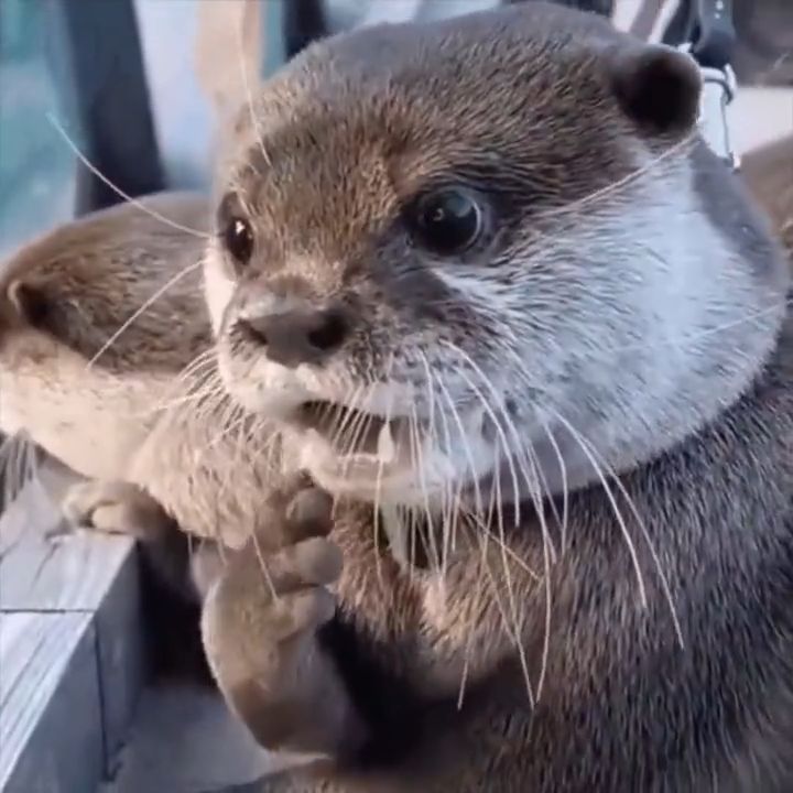 Otter surprise