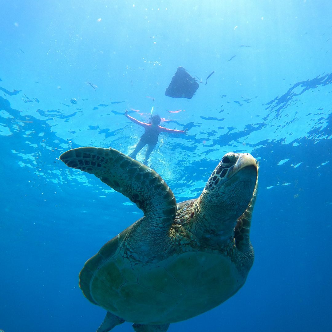 Swimming with a Turtle in Bohol Province, Philippines