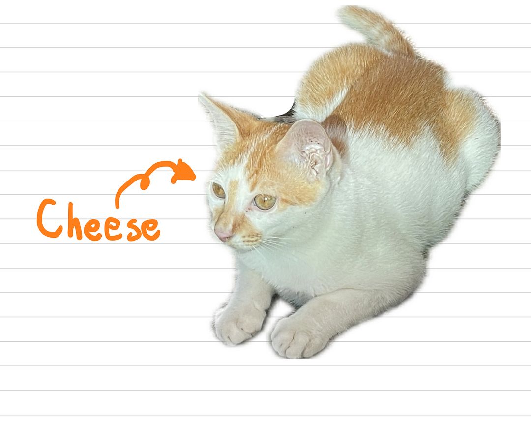 Cat_Cheese_27