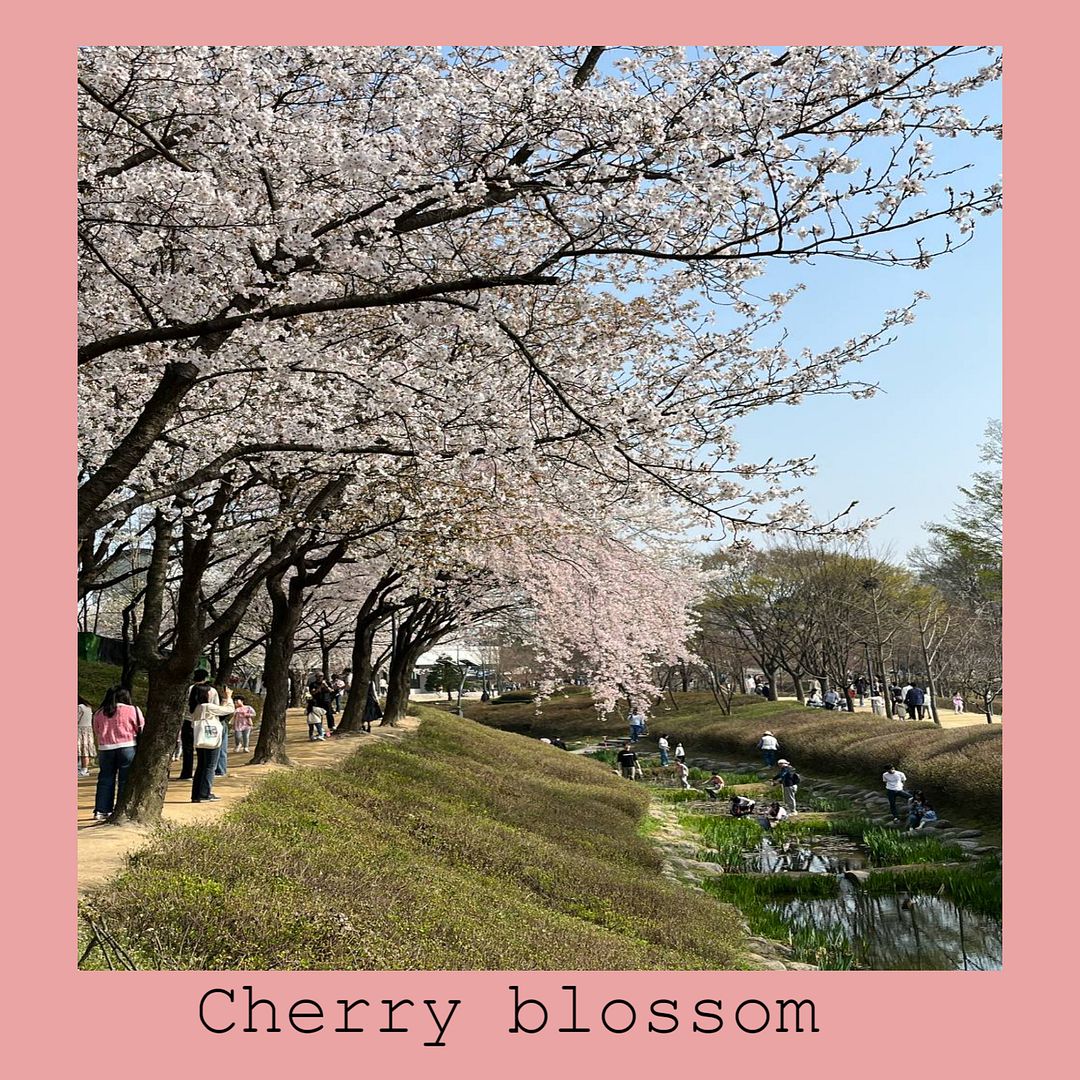 cherry blossom