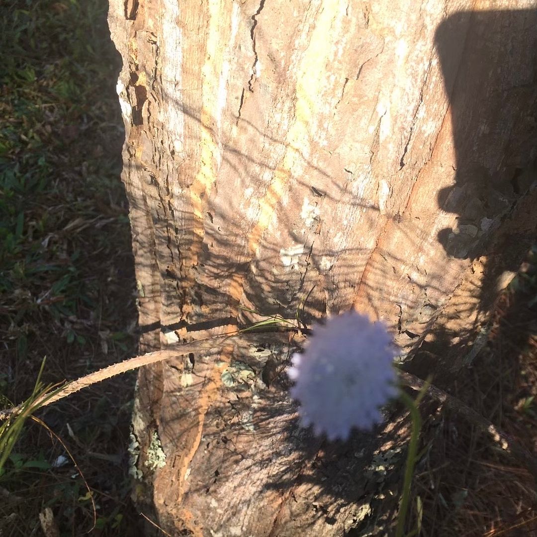 sunlight
a towering tree
her flowers bloom