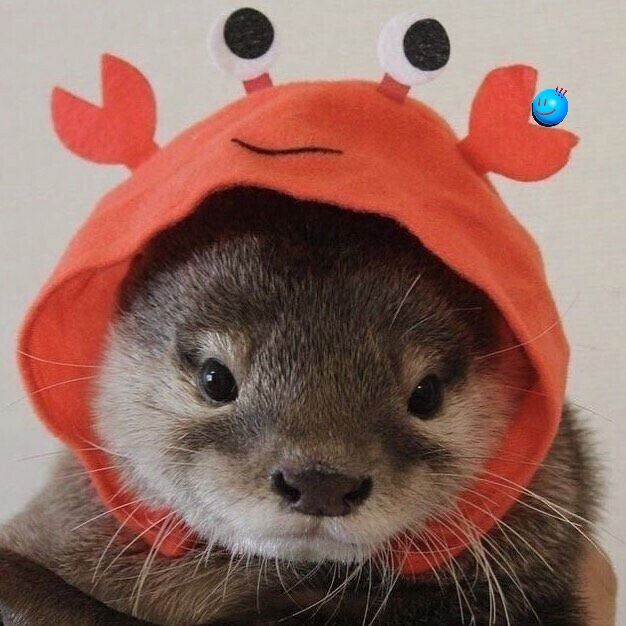 Otter_6