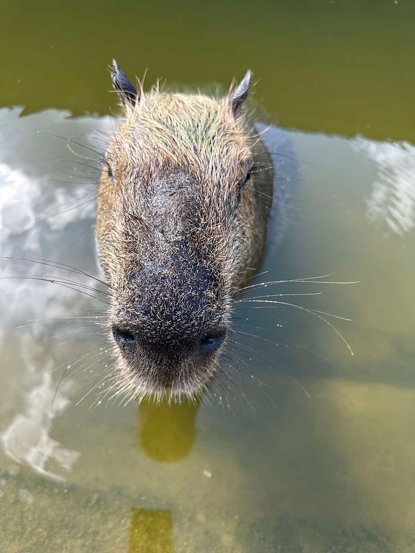 capybara