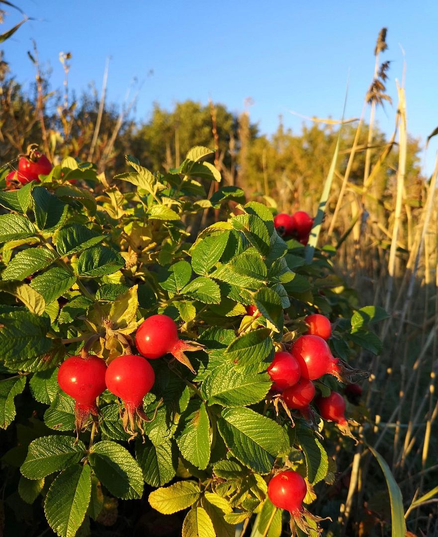 rosehip