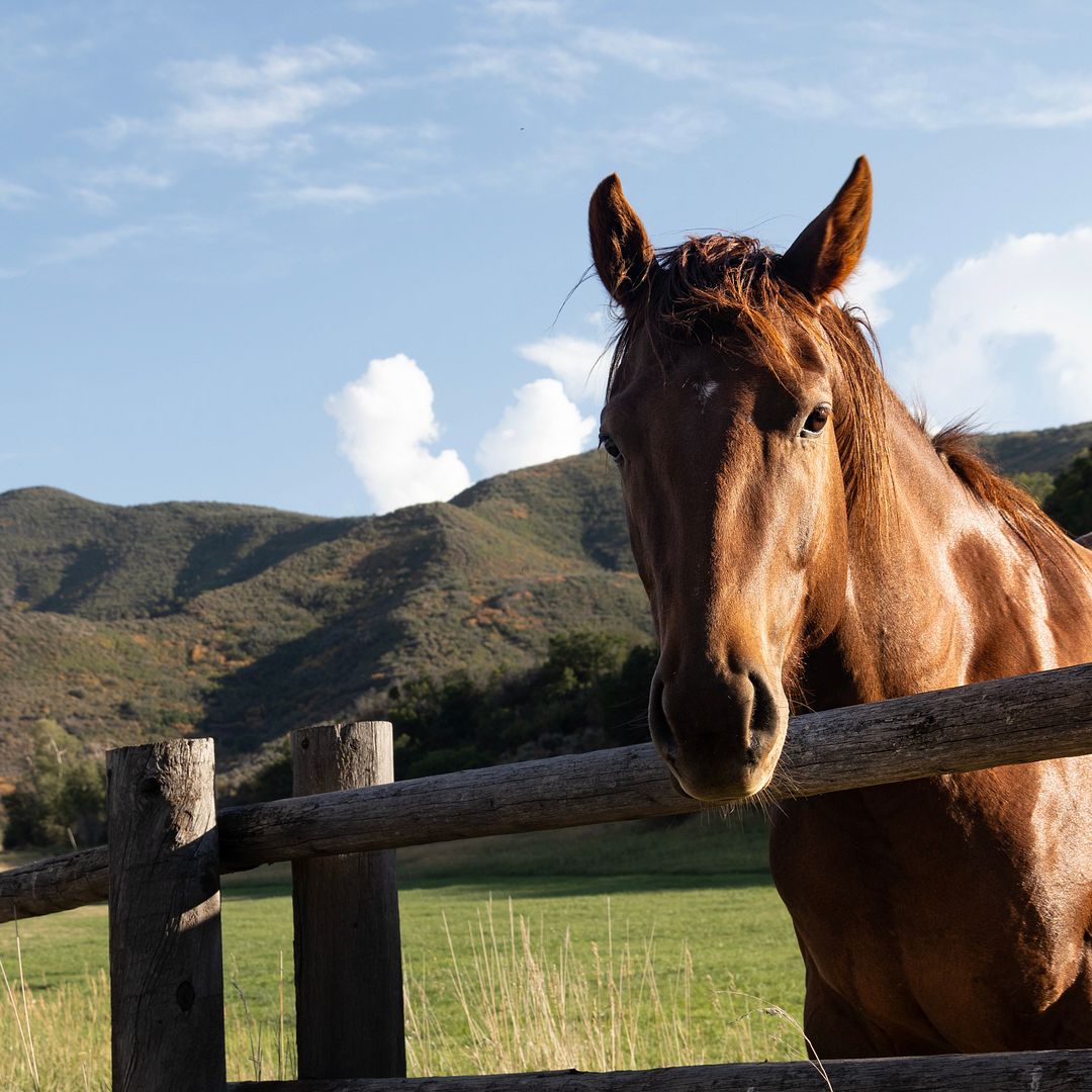 Thoroughbred Red