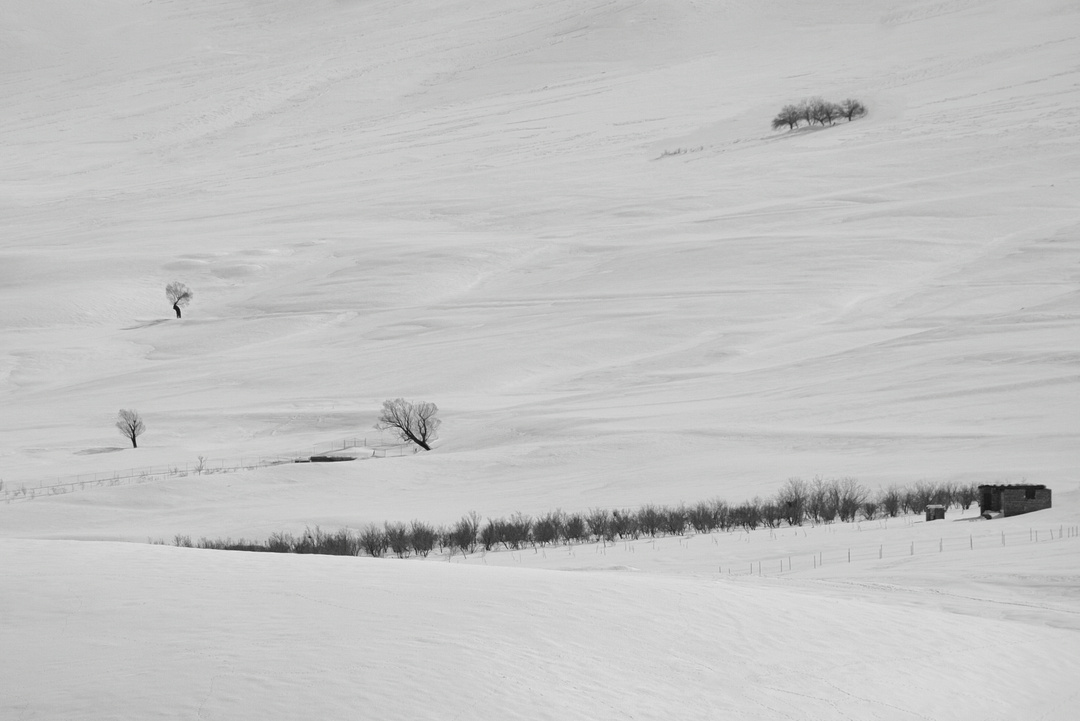 Row of trees