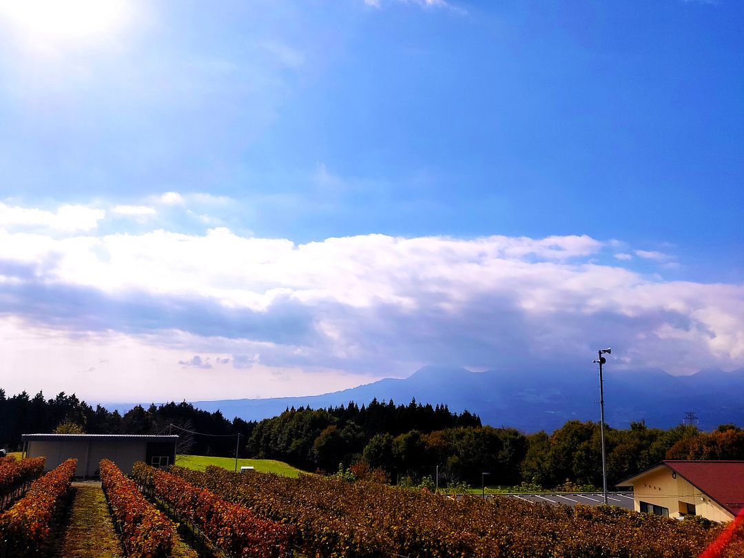 Overlooking the vineyards