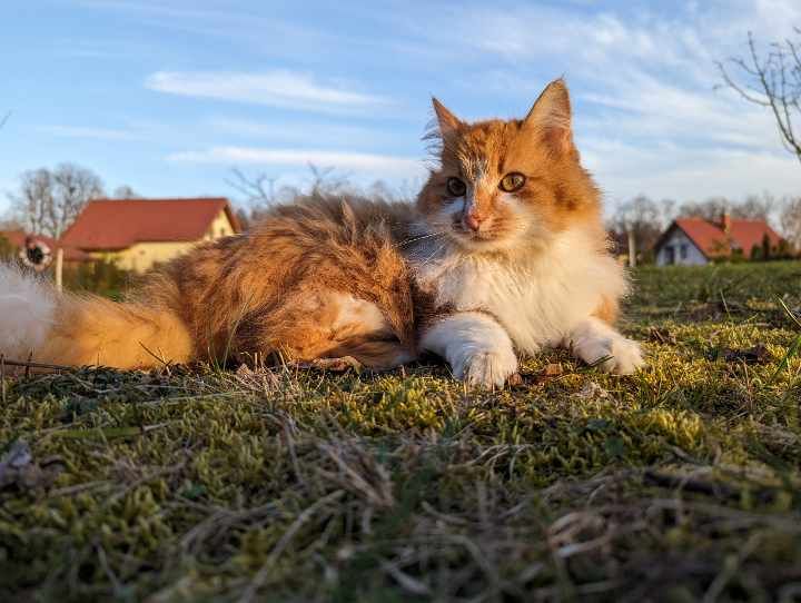 Autumn Kitty