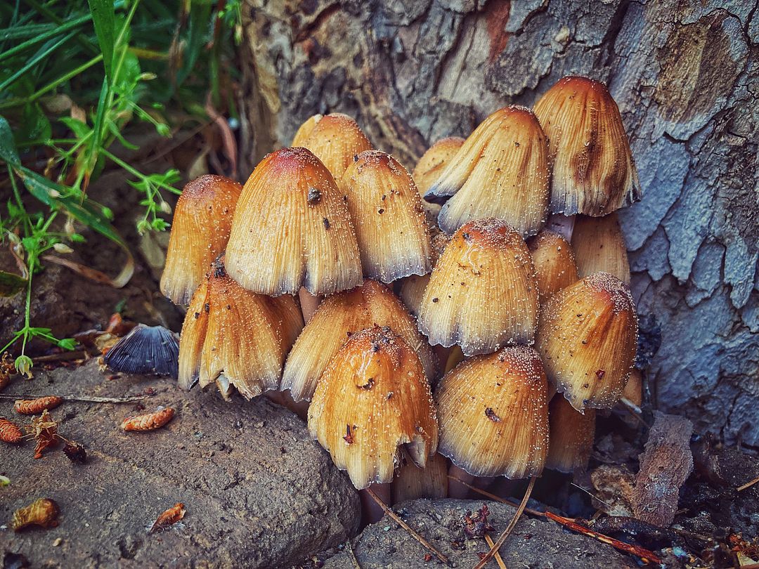 Mushrooms