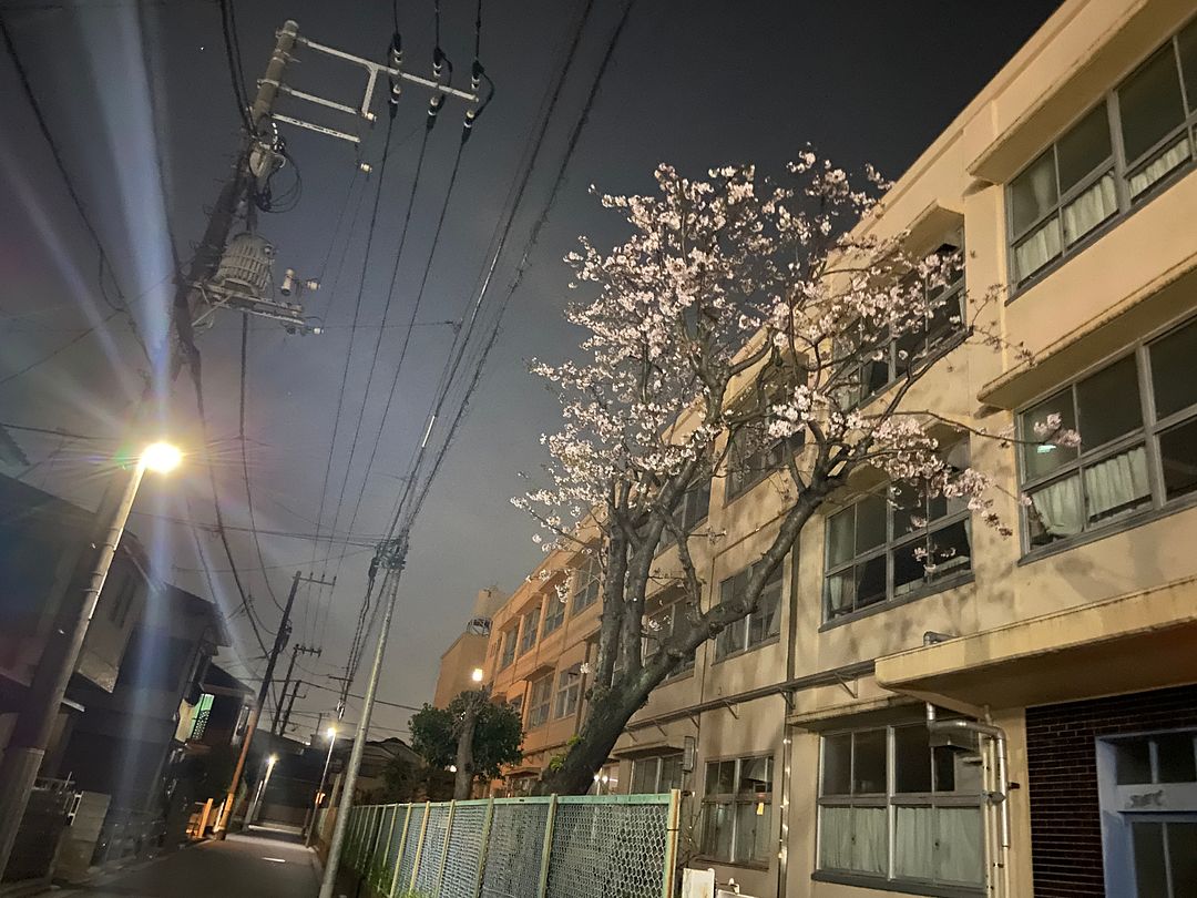 japan sakura#2