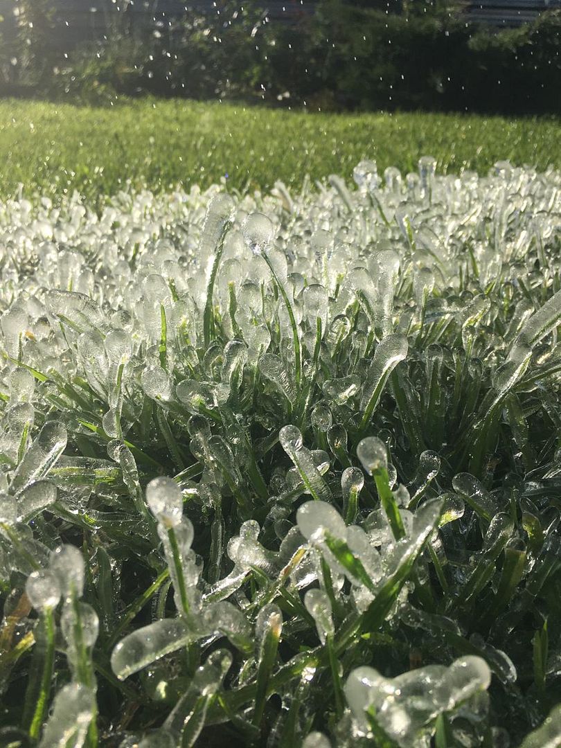 Grass froze