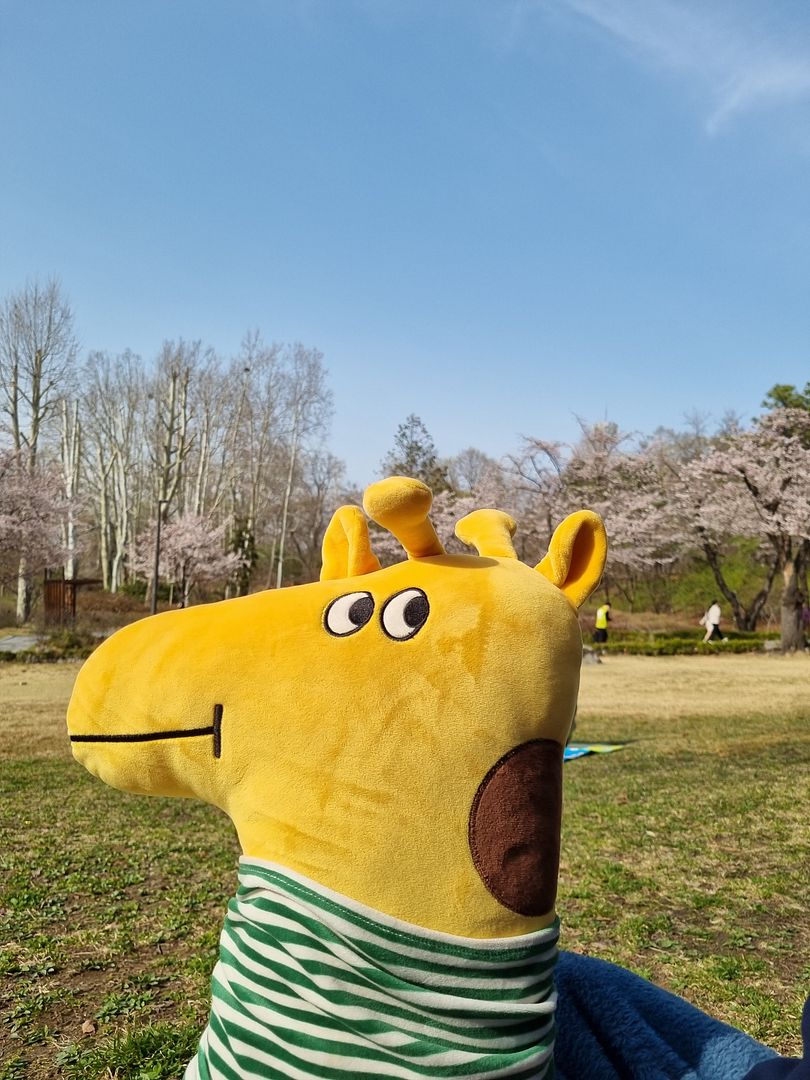 Ziraffe at the park