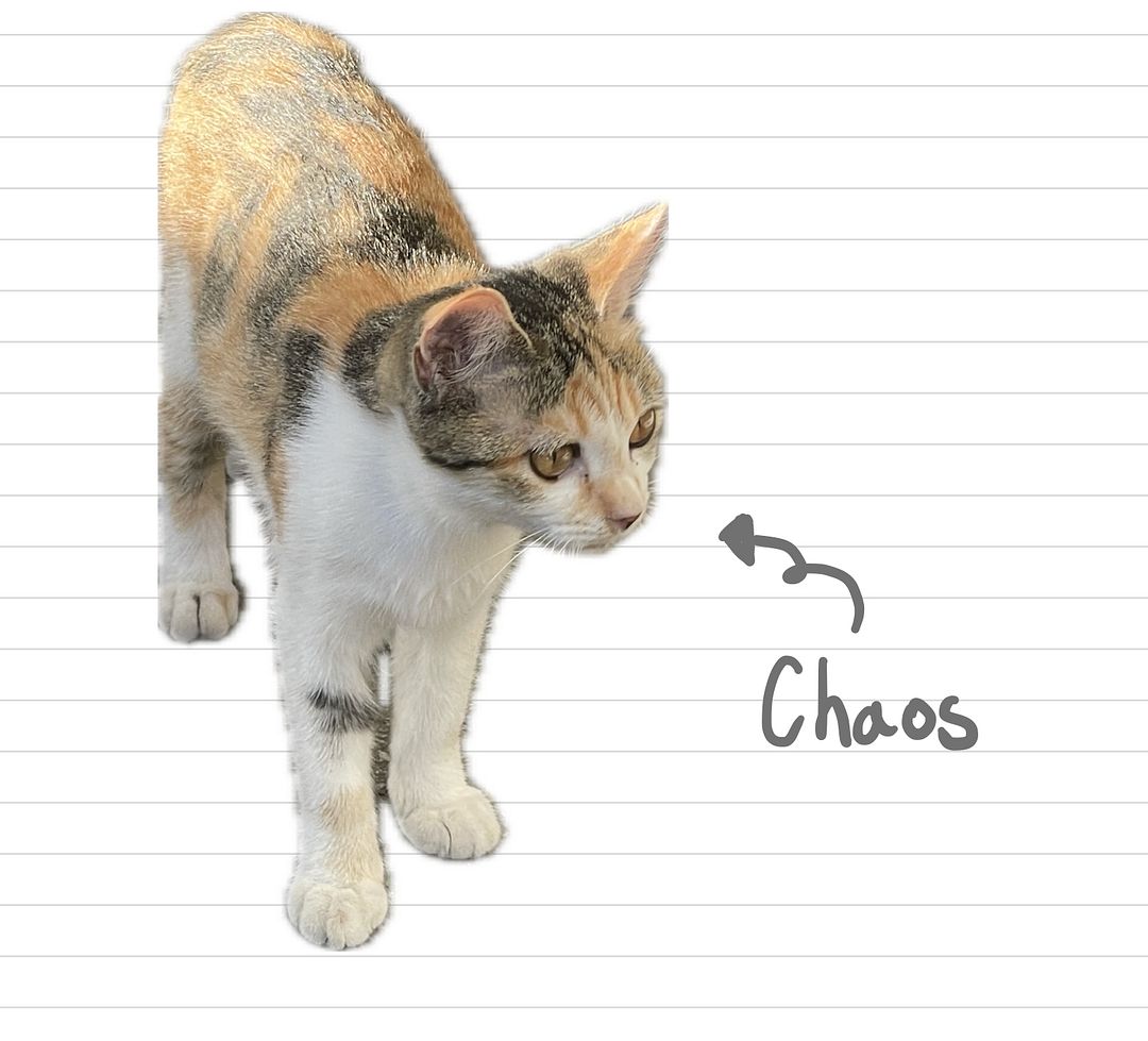 Cat_Chaos_25