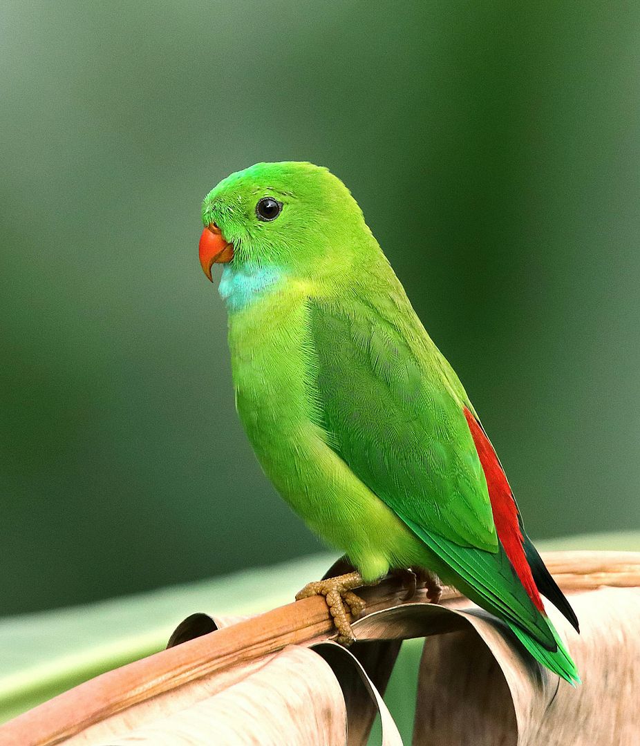 green bird