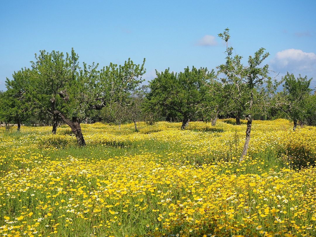 flowers and trees