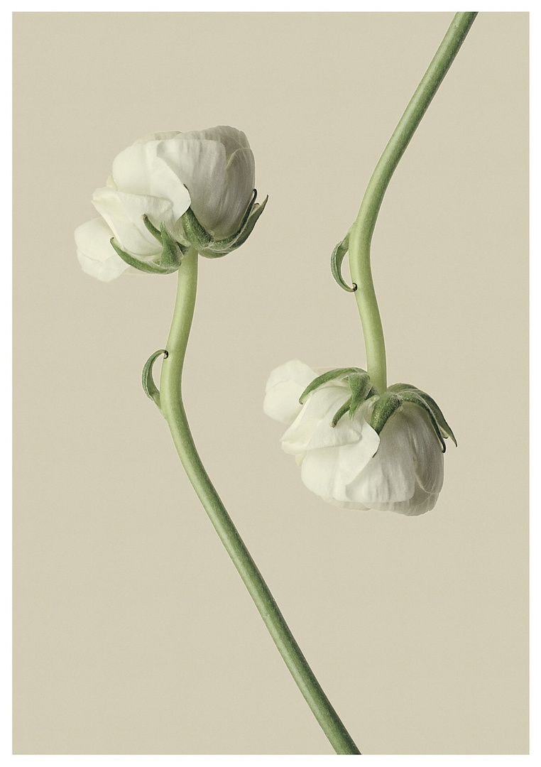 Ranunculus