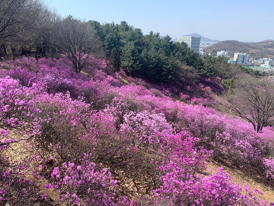 Azalea Garden