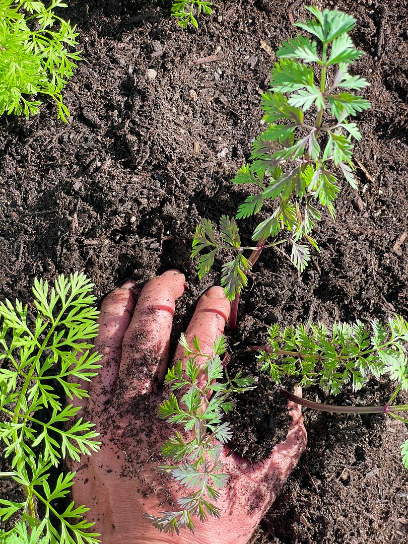 Process: Transplanting Purple Carrots