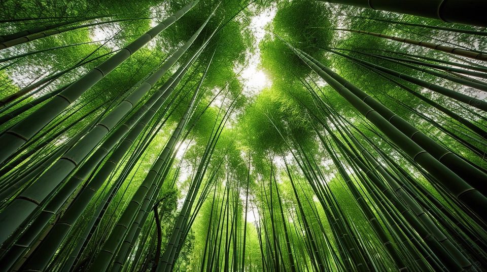 bamboo