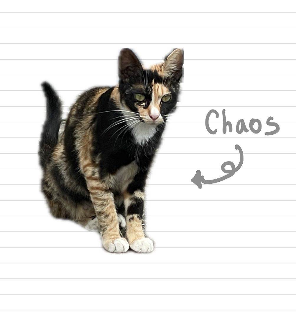 Cat_Chaos_7