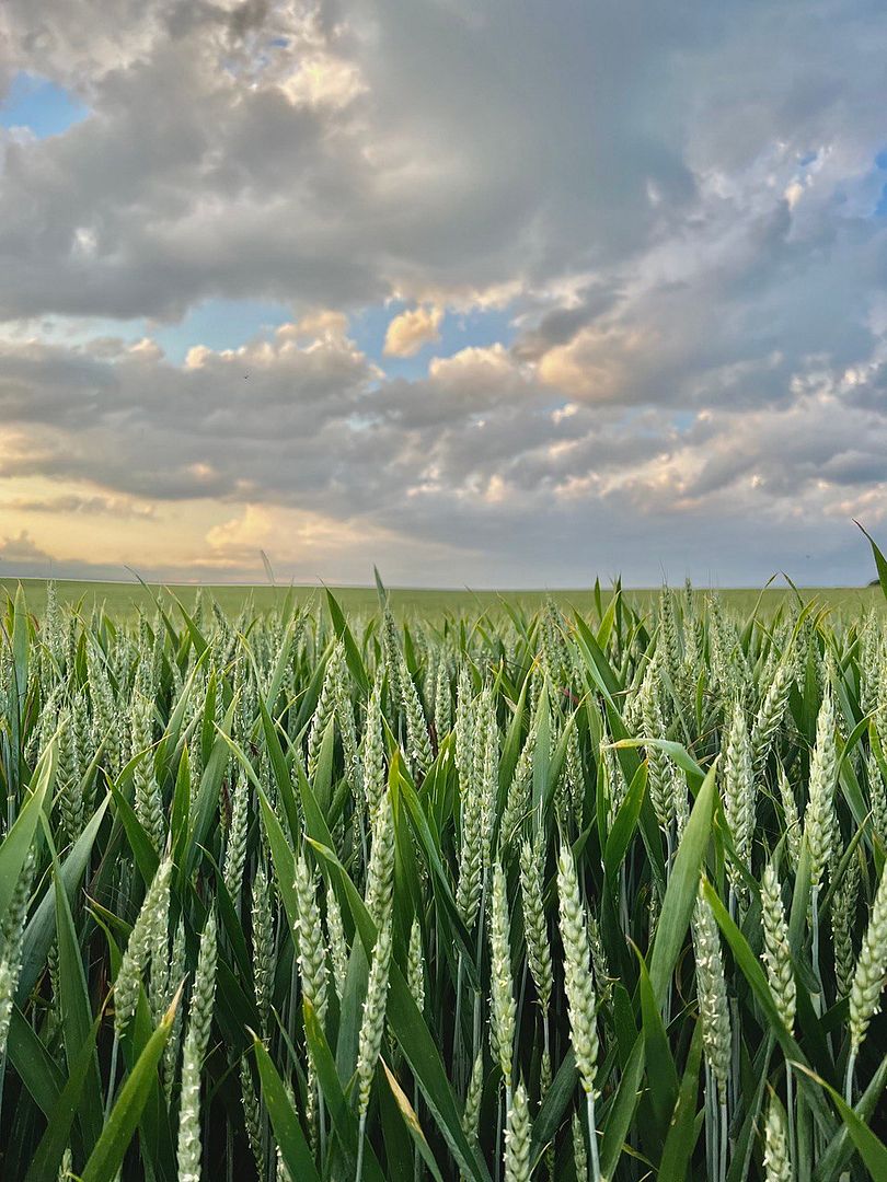 Summer field