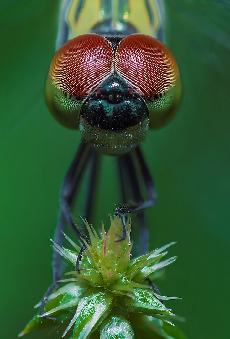 Dragonfly