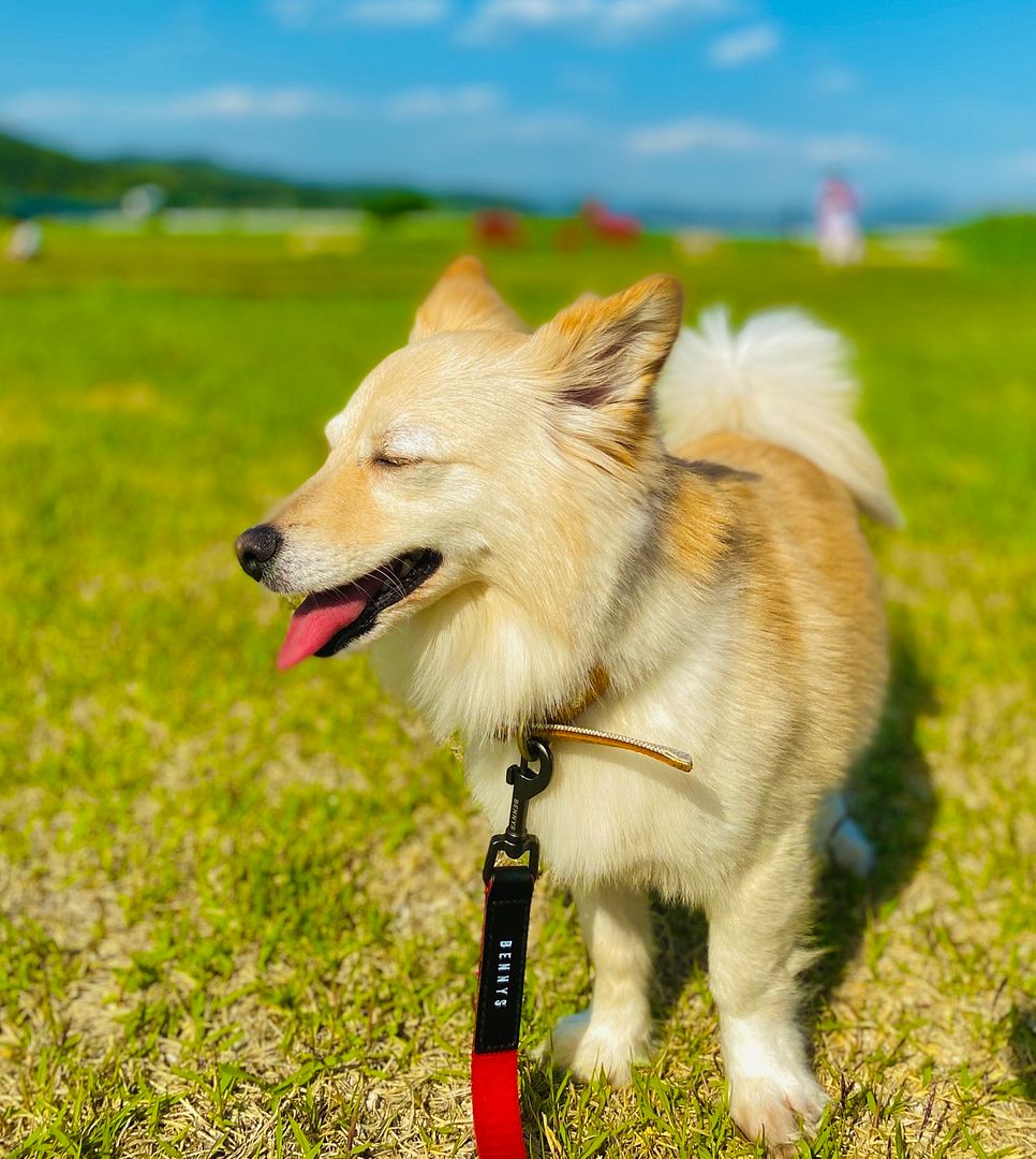 dog&grass