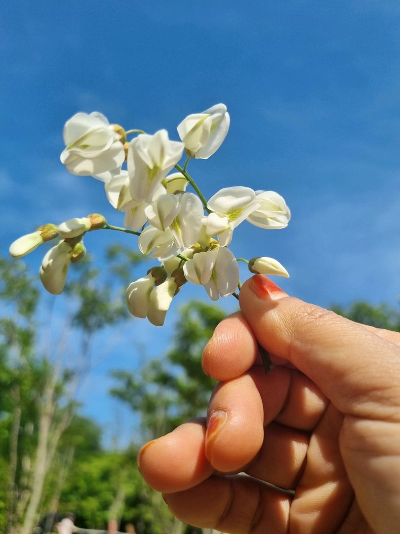 acacia