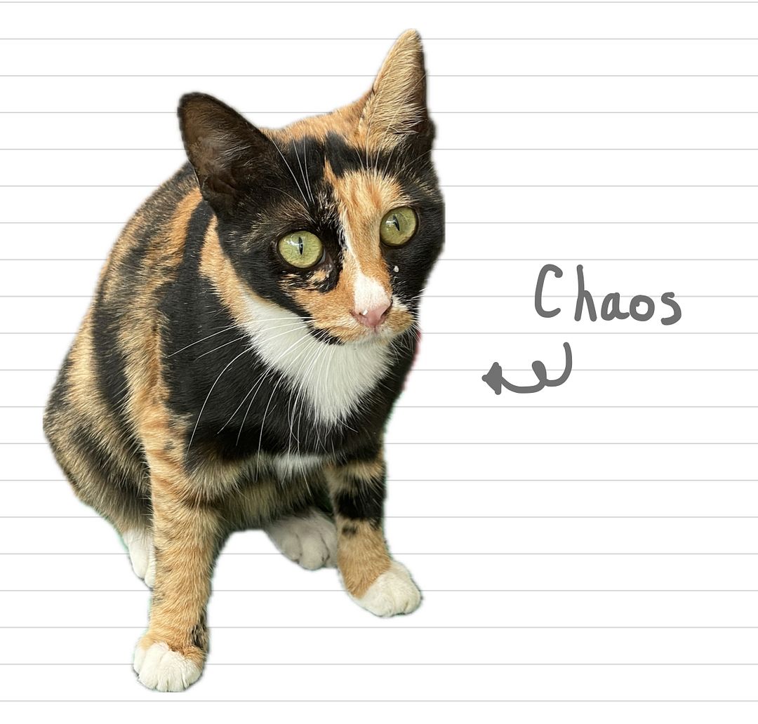 Cat_Chaos_29