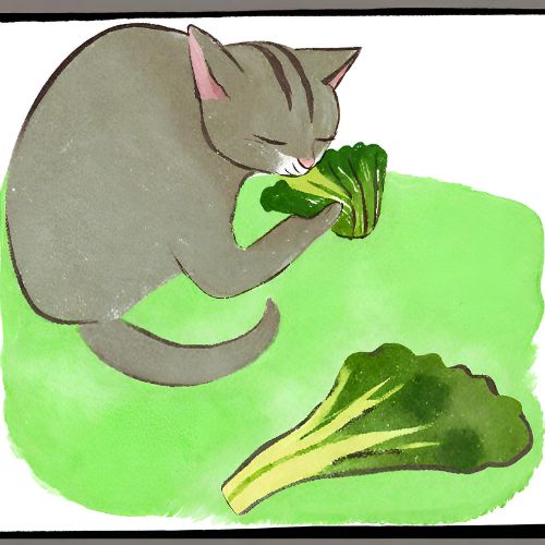 Broccoli Cat Andrew