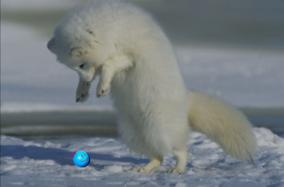 Arctic Fox 5