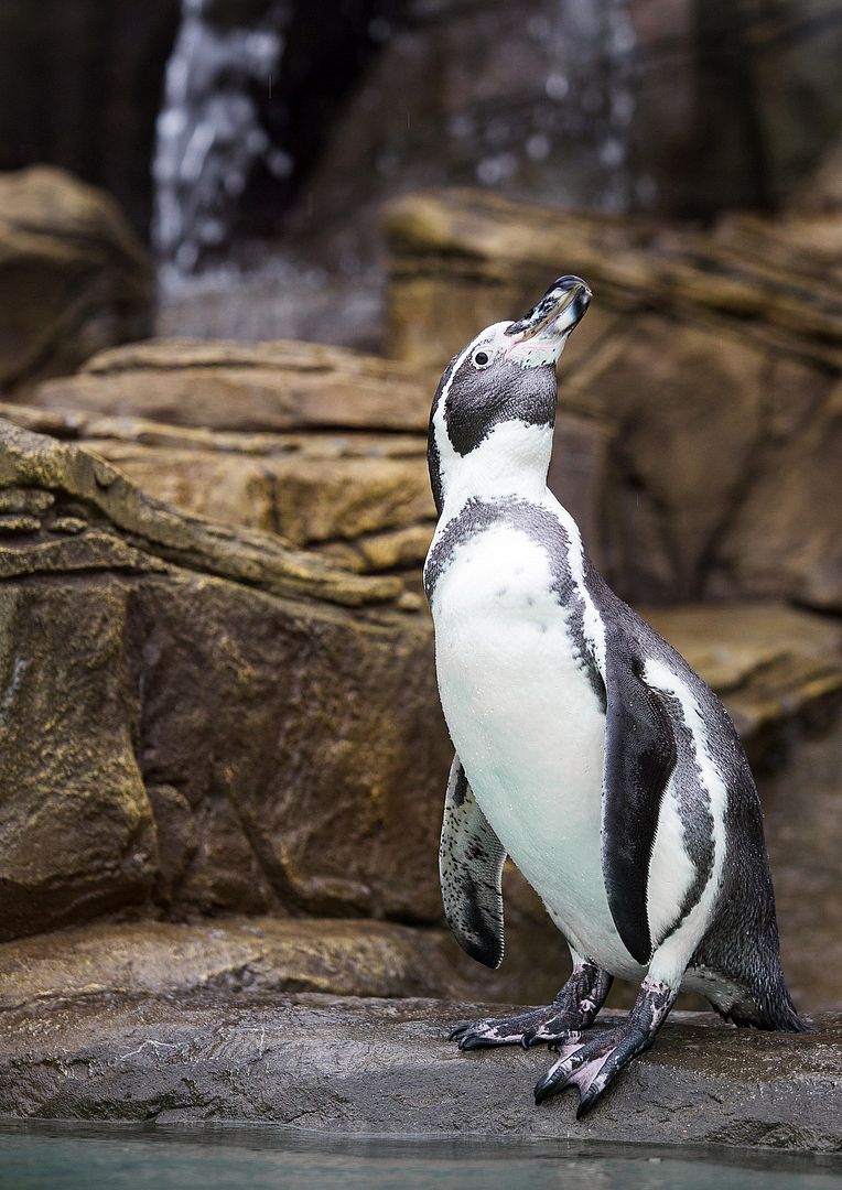 Proud Penguin