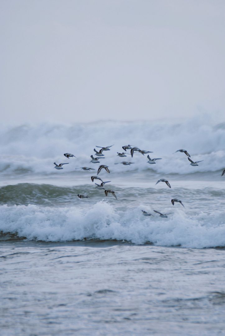 a flock of birds flying over a wave in the ocean