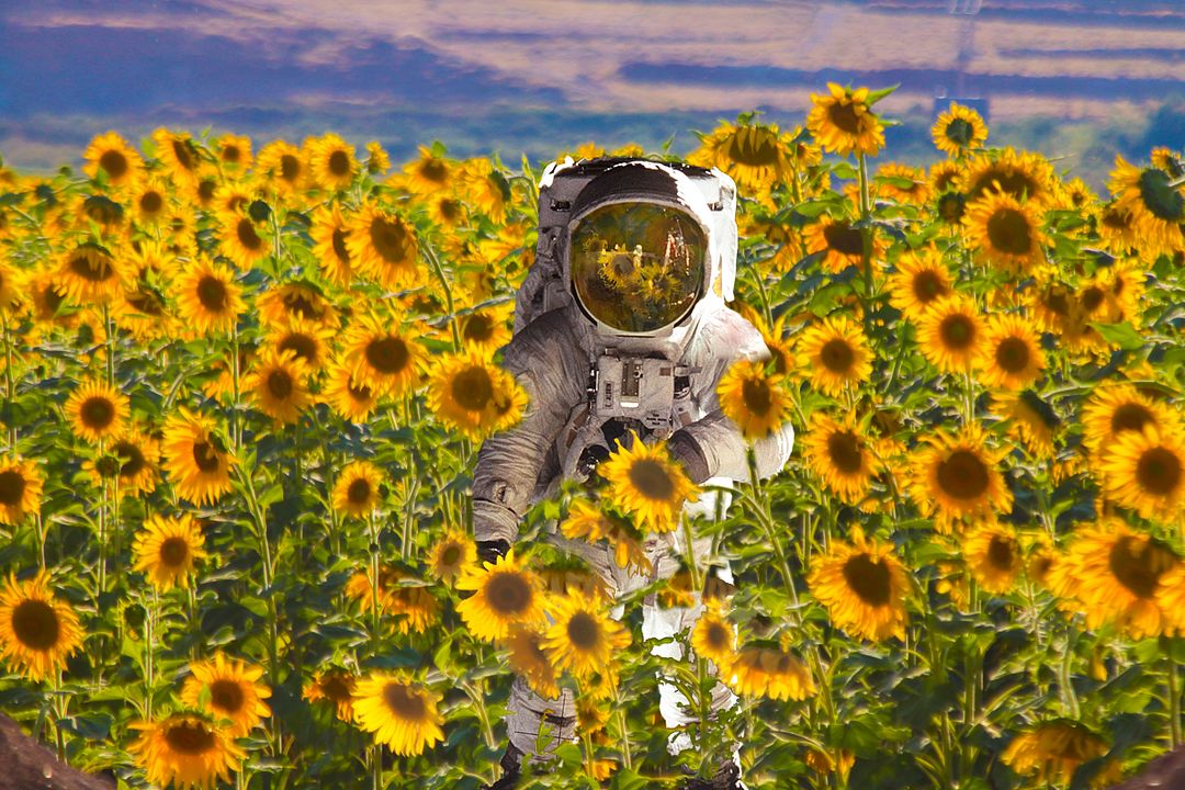 Astral Voyager in the Sunflower Fields