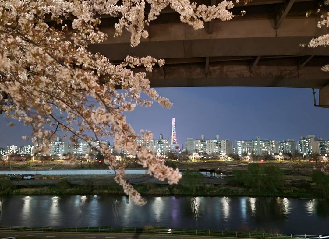 April's Cherry Blossom-filled Seoul