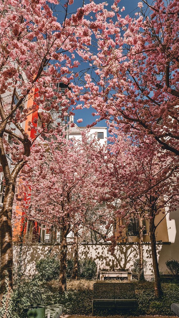 Anti-fall sakura