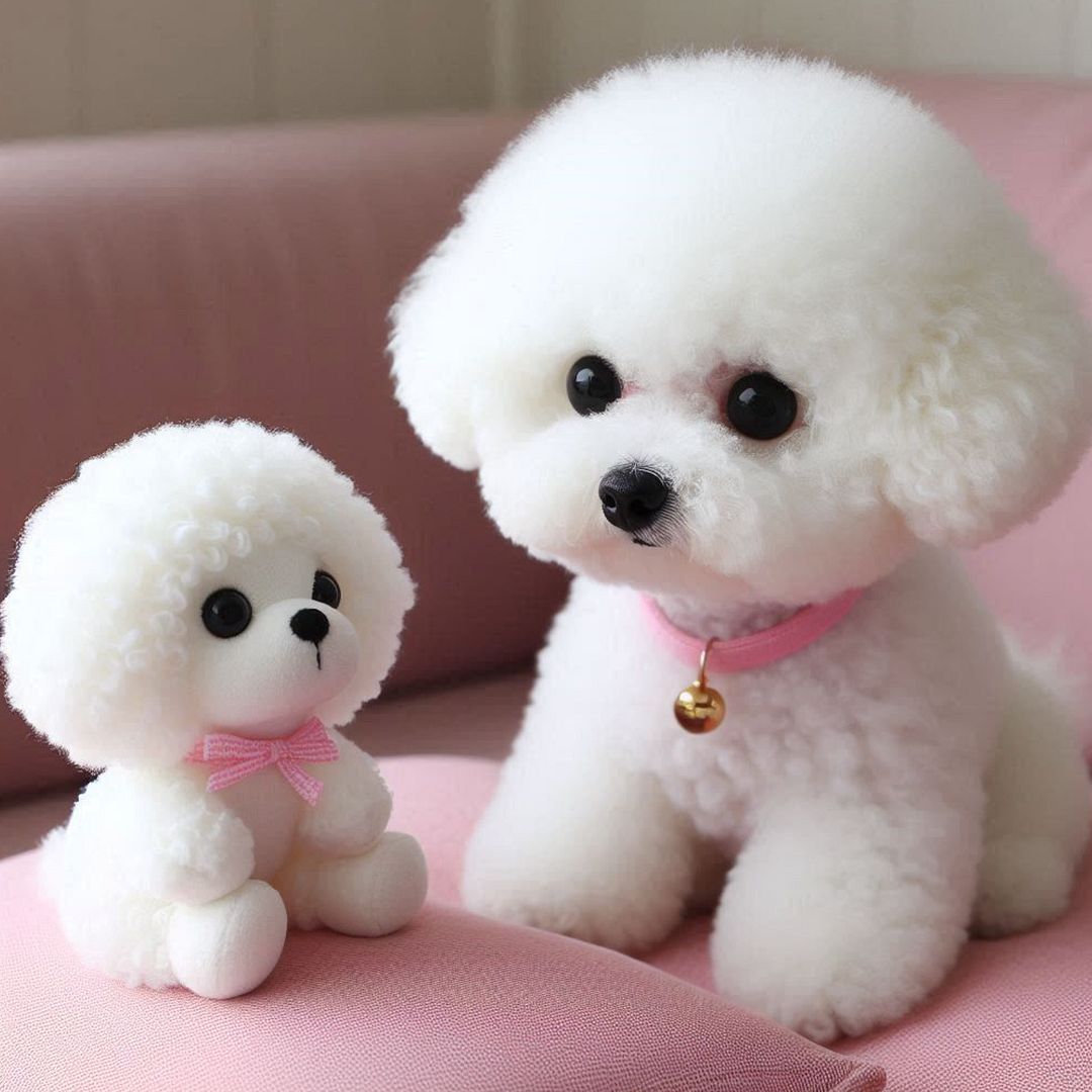 Dolls and Bichon