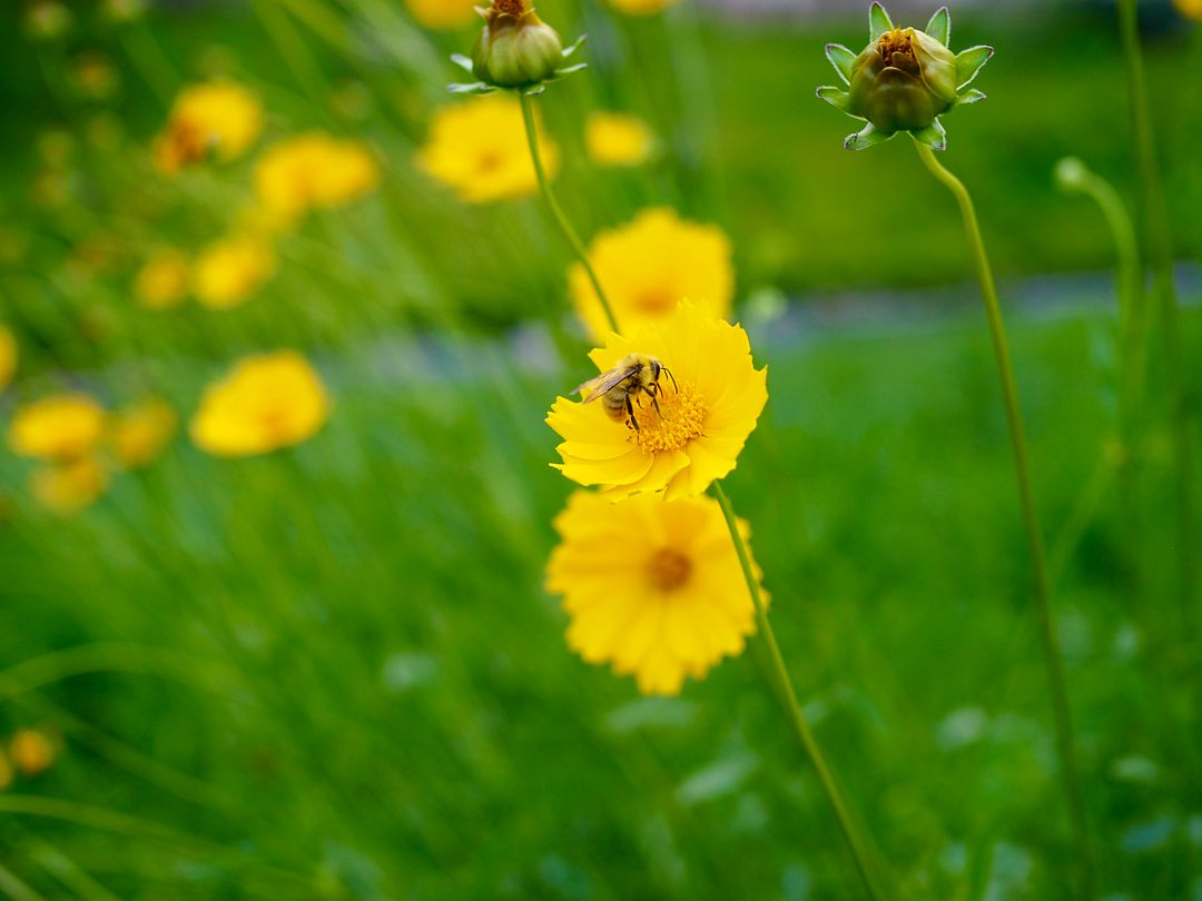 Bee & flower / green grass