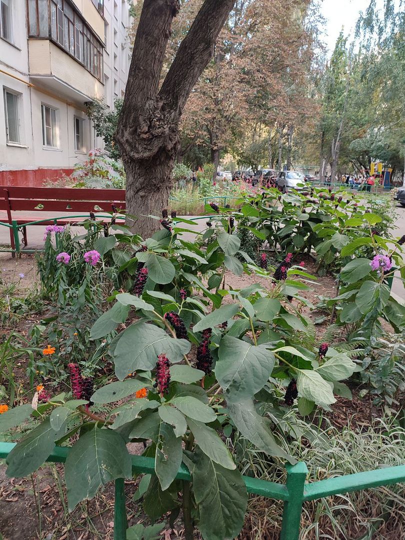 Flowers in the garden