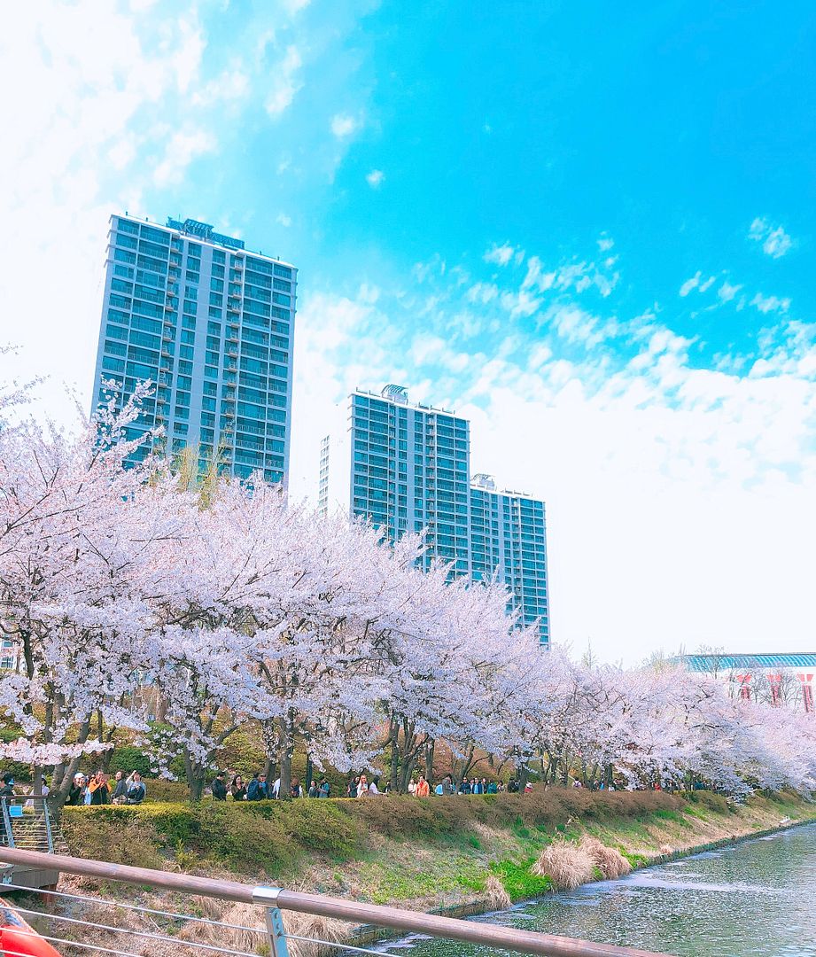 a cherry-blossom spring