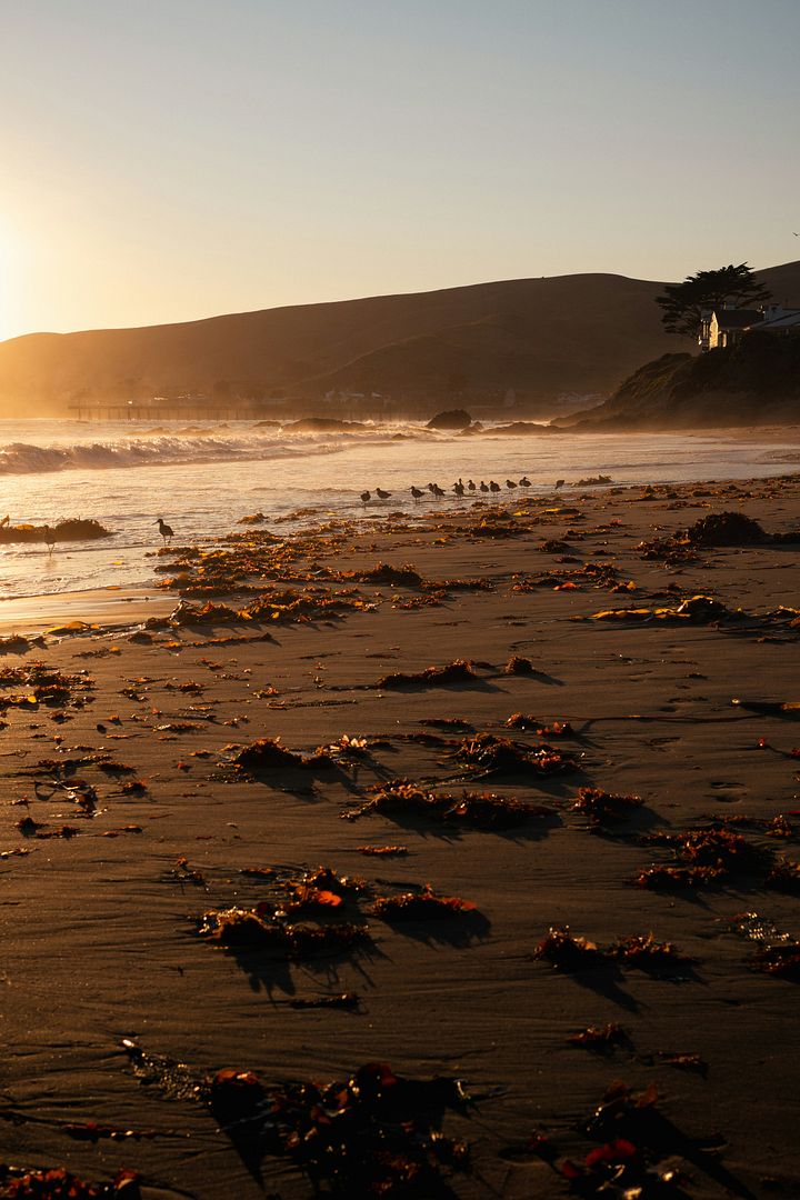 the sun is setting on the beach with seaweed on the sand