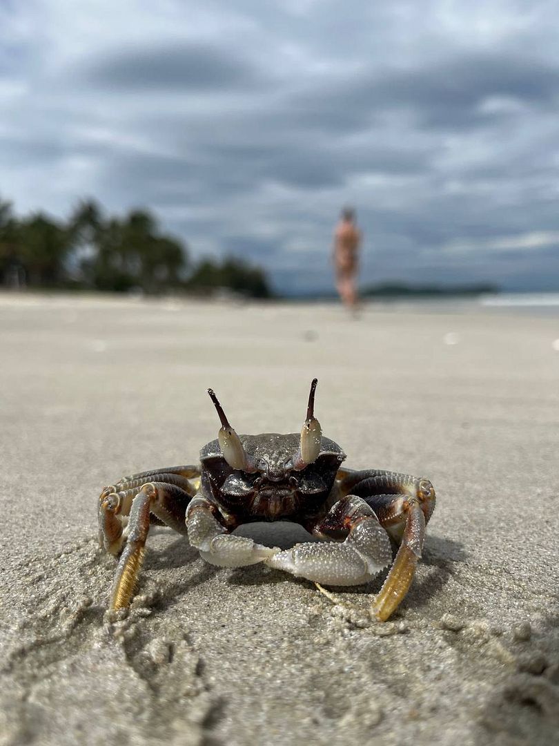 🦀