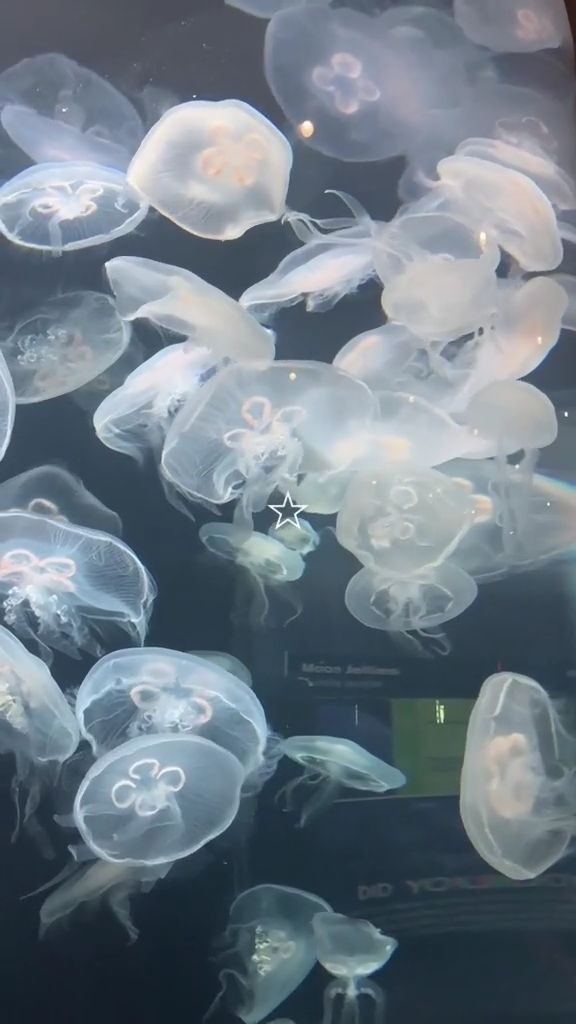 jellyfish