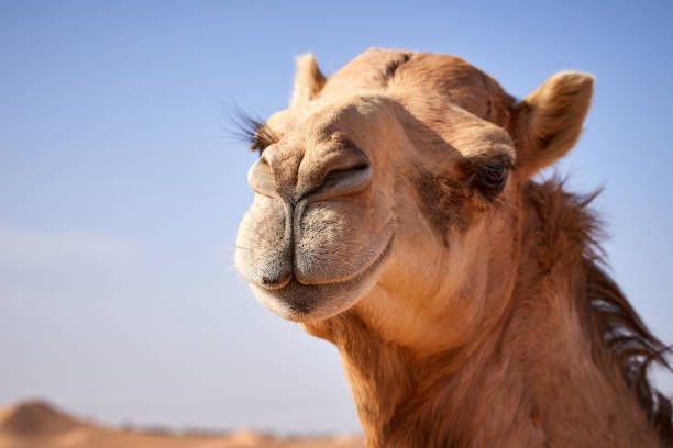 Happy Camel