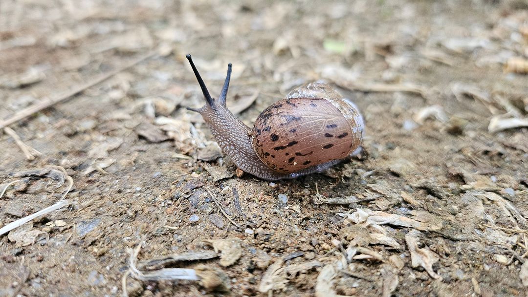 A wonderful snail I met at Gungdong Mountain!  240526 seoul