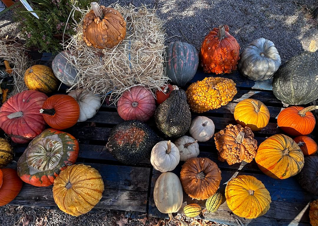 Pumpkins