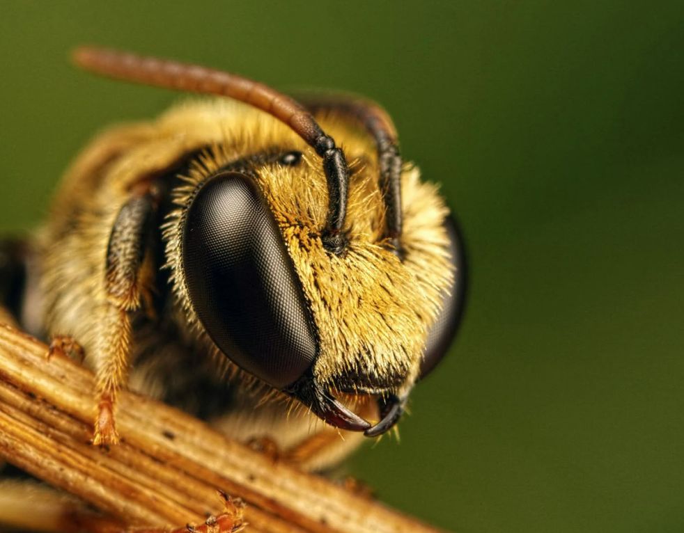 Bee