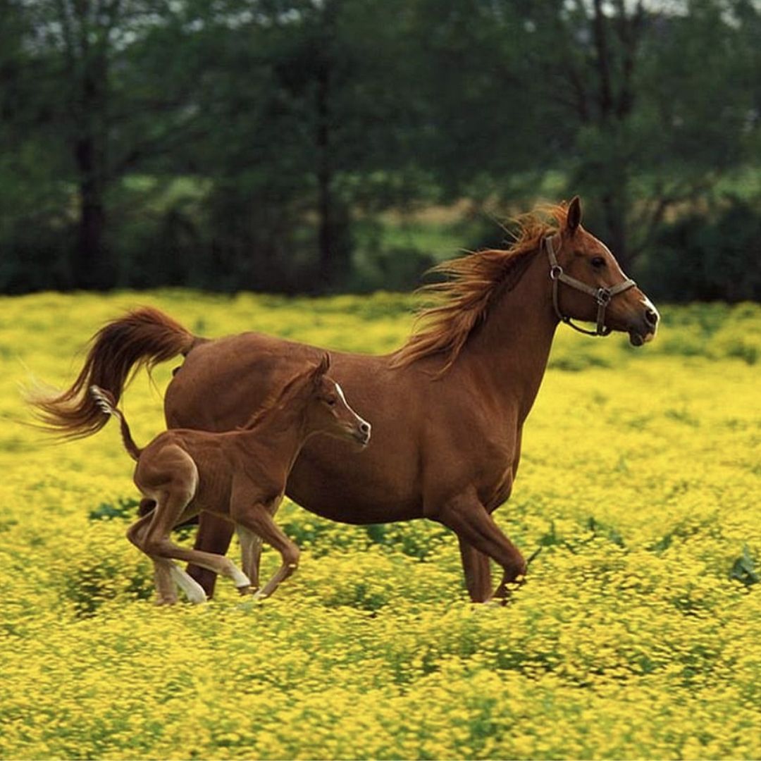 ZORA Horses