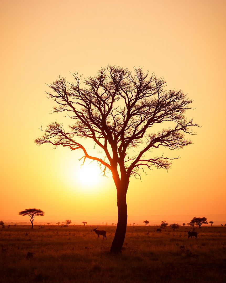 the sunrise of the savanna